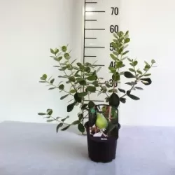 Amerikinė aka - Acca (feijoa) sellowiana MAMMOTH