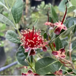 Amerikinė aka - Acca (feijoa) sellowiana MAMMOTH