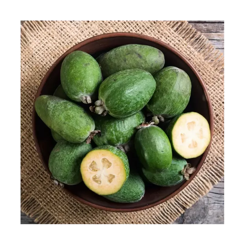 Amerikinė aka - Acca (feijoa) sellowiana MAMMOTH