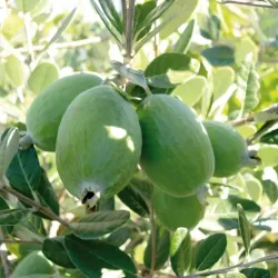 Egzotiniai augalai internetu