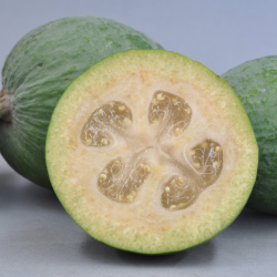 Amerikinė aka - Acca (feijoa) sellowiana UNIQUE