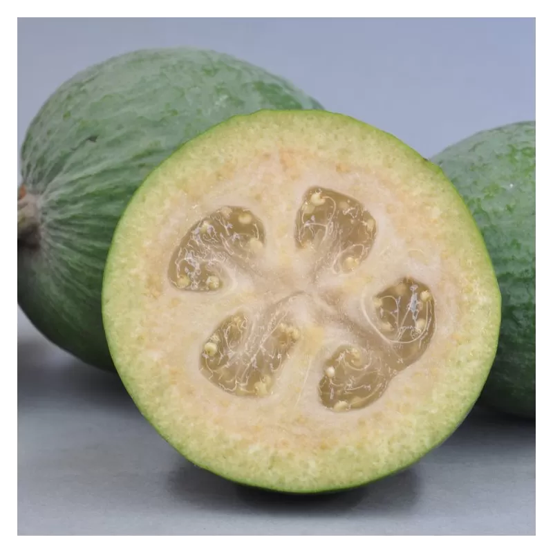 Egzotiniai augalai internetu