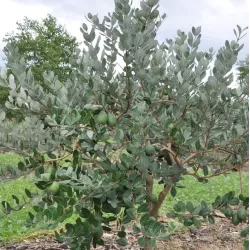 Egzotiniai augalai internetu