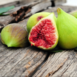 Skiautėtalapis fikusas (figmedis) - Ficus carica 'Brown Turkey' P11/C1 SBC