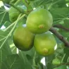 Figmedis - Ficus carica FIORONE BIANCO