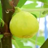Figmedis - Ficus carica FIORONE BIANCO
