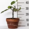 Skiautėtalapis fikusas (figmedis) - Ficus carica 'Brown Turkey' P11/C1 SBC