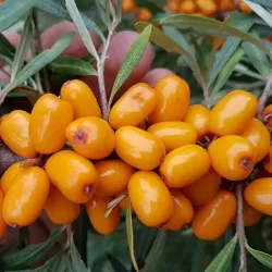 Šaltalankis(mot.)- Hippophae rhamnoides EVA 