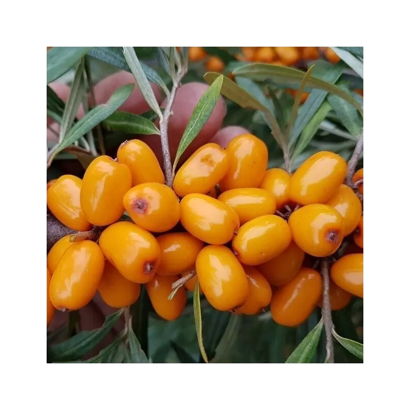 Sea Buckthorn - Hippophae rhamnoides EVA