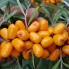 Sea Buckthorn - Hippophae rhamnoides EVA