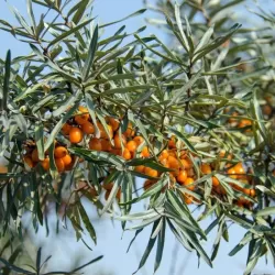 Šaltalankis(mot.)- Hippophae rhamnoides EVA 