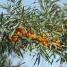 Šaltalankis(mot.)- Hippophae rhamnoides EVA 