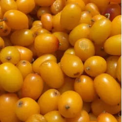 Sea Buckthorn - Hippophae rhamnoides EVA