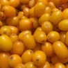 Sea Buckthorn - Hippophae rhamnoides EVA