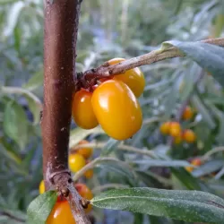 Sea Buckthorn - Hippophae rhamnoides EVA