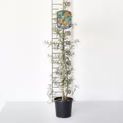 Šaltalankis(vyr.) - Hippophae rhamnoides OTTO 