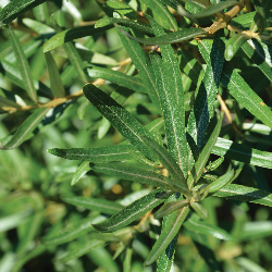 Sea Buckthorn - Hippophae rhamnoides OTTO