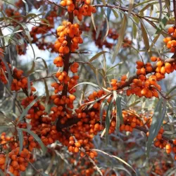 Šaltalankis (savid.) - Hippophae rhamnoides SOLO