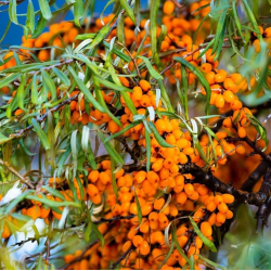 Sea Buckthorn - Hippophae rhamnoides SOLO