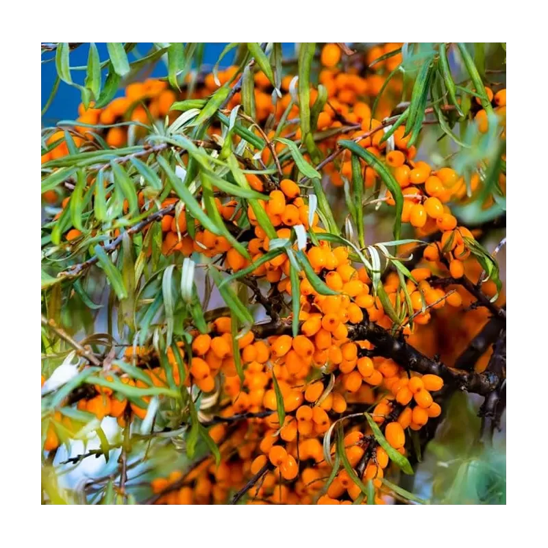 Sea Buckthorn - Hippophae rhamnoides SOLO