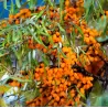 Šaltalankis (savid.) - Hippophae rhamnoides SOLO