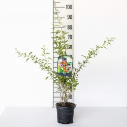 E-medelynas internete: vaismedžiai ir vaiskrūmiai