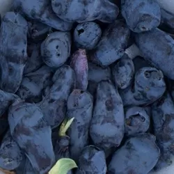 Valgomasis sausmedis - Lonicera caerulea BOREAL BEAST