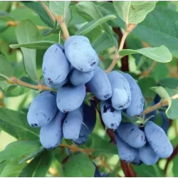 Valgomasis sausmedis - Lonicera caerulea BOREAL BEAST