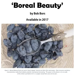 Valgomasis sausmedis - Lonicera caerulea BOREAL BEAUTY