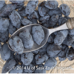 Valgomasis sausmedis - Lonicera caerulea BOREAL BEAUTY