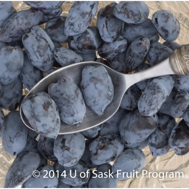 Valgomasis sausmedis - Lonicera caerulea BOREAL BEAUTY