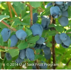 Valgomasis sausmedis - Lonicera caerulea BOREAL BEAUTY