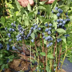 Valgomasis sausmedis - Lonicera caerulea GIANTS HEART