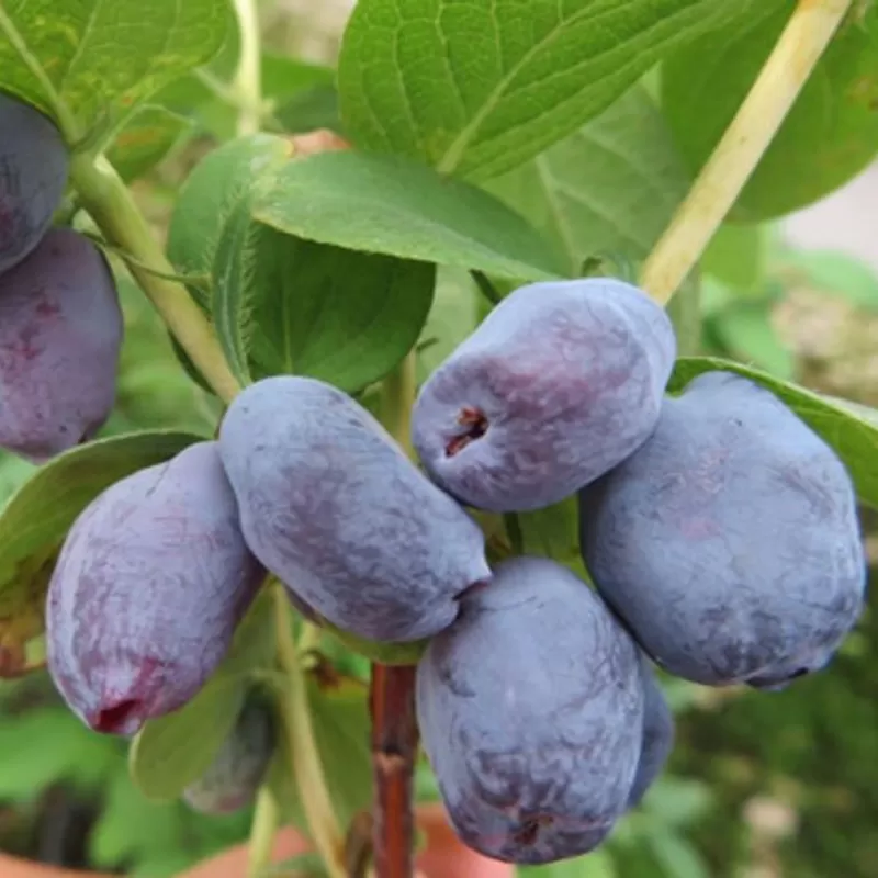 Medžiai ir krūmai internetu su pristatymu į namus visoje Lietuvoje