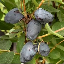 Medžiai ir krūmai internetu su pristatymu į namus visoje Lietuvoje