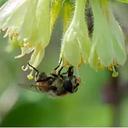Medžiai ir krūmai internetu su pristatymu į namus visoje Lietuvoje