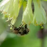 Valgomasis sausmedis - Lonicera caerulea HONEYBEE