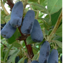 Valgomasis sausmedis - Lonicera caerulea HONEYBEE