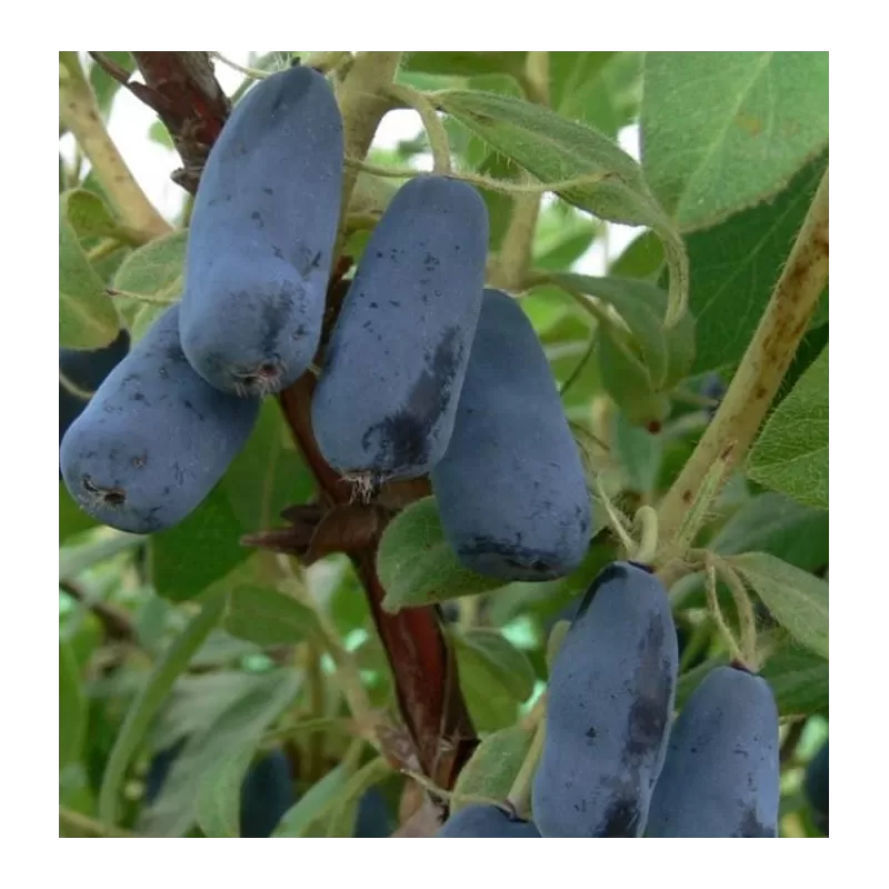 Medžiai ir krūmai internetu su pristatymu į namus visoje Lietuvoje