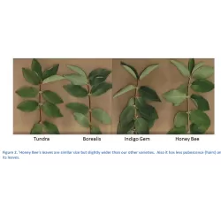 Medžiai ir krūmai internetu su pristatymu į namus visoje Lietuvoje