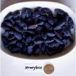 Valgomasis sausmedis - Lonicera caerulea HONEYBEE