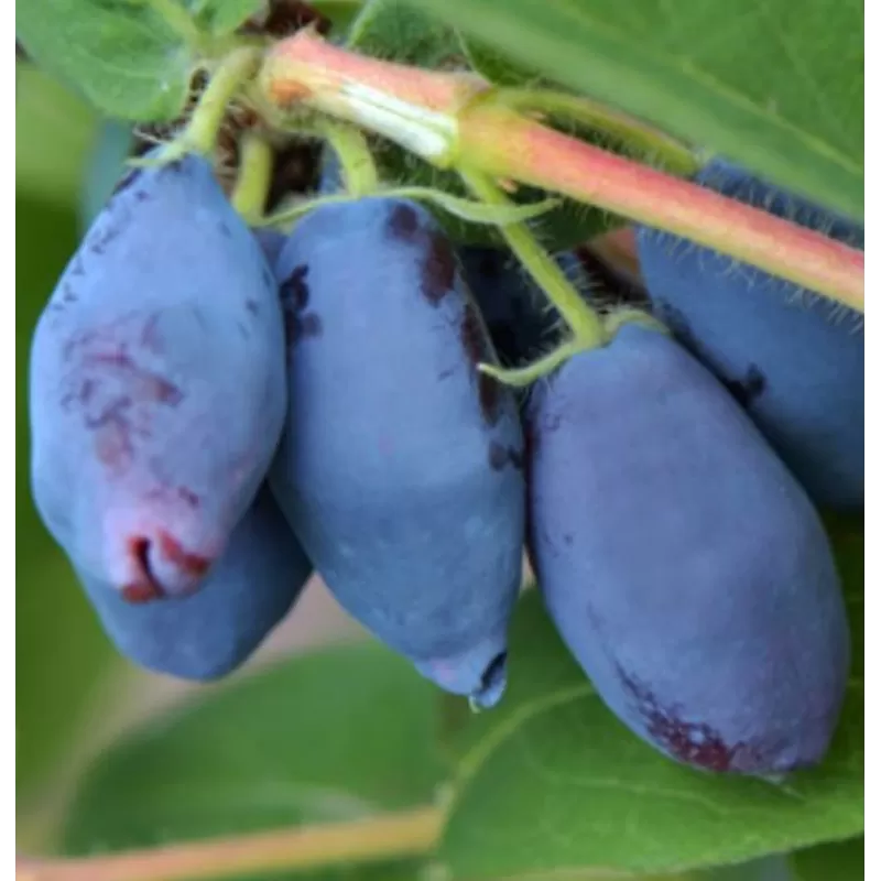Valgomasis sausmedis - Lonicera caerulea INDIGO YUM