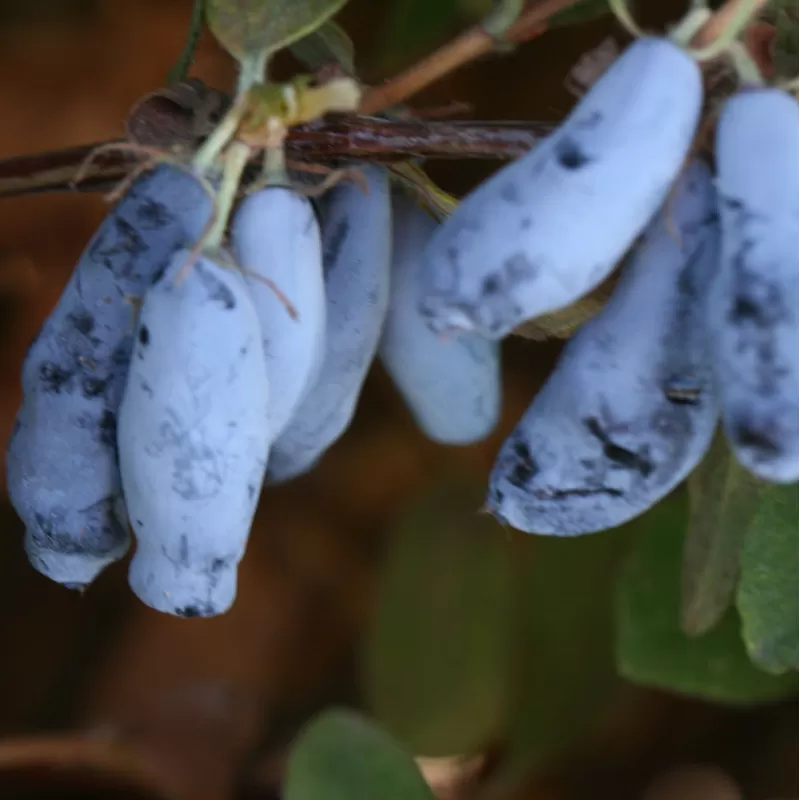 Valgomasis sausmedis - Lonicera caerulea LAWINA
