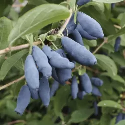 Valgomasis sausmedis - Lonicera caerulea LAWINA