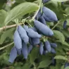 Valgomasis sausmedis - Lonicera caerulea LAWINA
