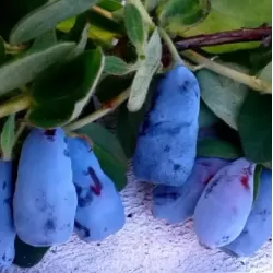 Valgomasis sausmedis - Lonicera caerulea KARINA