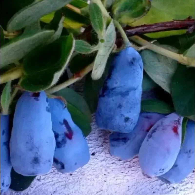 Medžiai ir krūmai internetu su pristatymu į namus visoje Lietuvoje