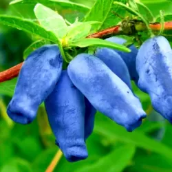 Valgomasis sausmedis - Lonicera caerulea KARINA