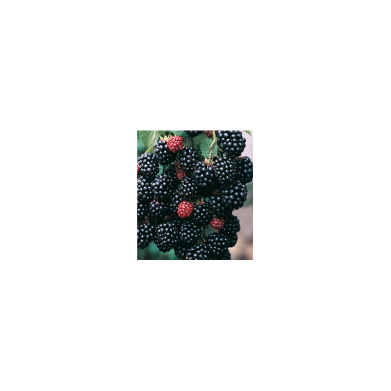 Blackberry - Rubus fruticosus THORNFREE