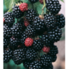 Blackberry - Rubus fruticosus THORNFREE